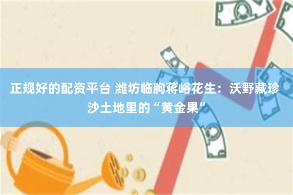 正规好的配资平台 潍坊临朐蒋峪花生：沃野藏珍 沙土地里的“黄金果”